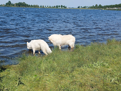 Hondenstrandje - Thumbnail