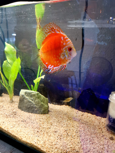 AquaPets - Visual