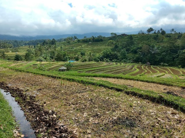 Dayang Rice Terraces