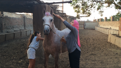 Photos of مزرعه الظافر لتربيه الخيول العربيه المصريه الاصيله