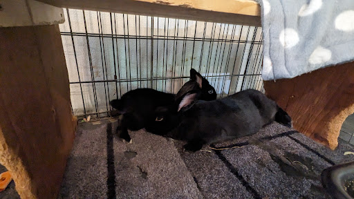 Special Bunny - house rabbit rescue & adoption - Thumbnail