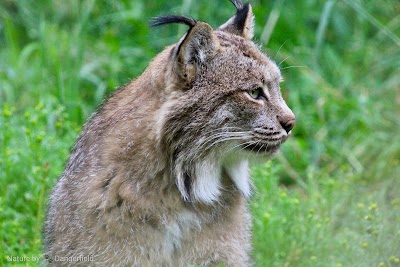 The Kroschel Wildlife Center