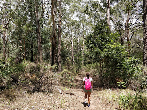 Rapanea Community Forest
