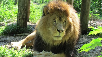 Photos of Exotic Feline Rescue Center