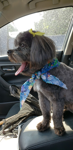 Kind and Gentle Dog Grooming - Thumbnail