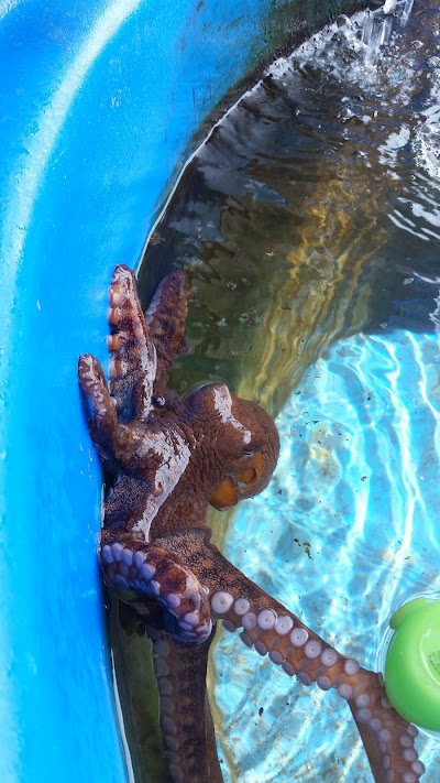 Kanaloa Octopus Farm