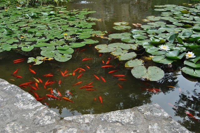 Vidikovac, Trsteno (arboretum)