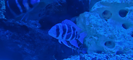 Cercle Aquariophile du Calaisis Gallery - United Kingdom
