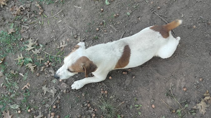 Veterinaria Talabartería San Martín, Author: ana merlo