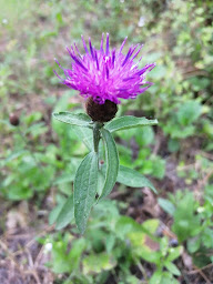 Photo n°6 de L' A. F. É. E. 66000 à Le Tech (Association bénévole)