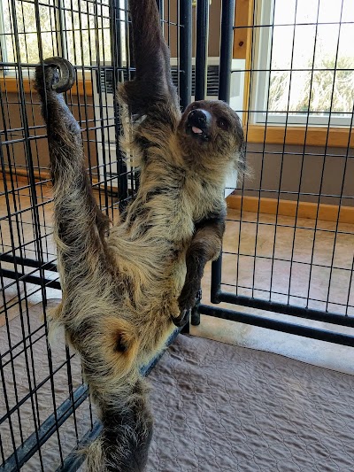 The Sloth Center Sanctuary