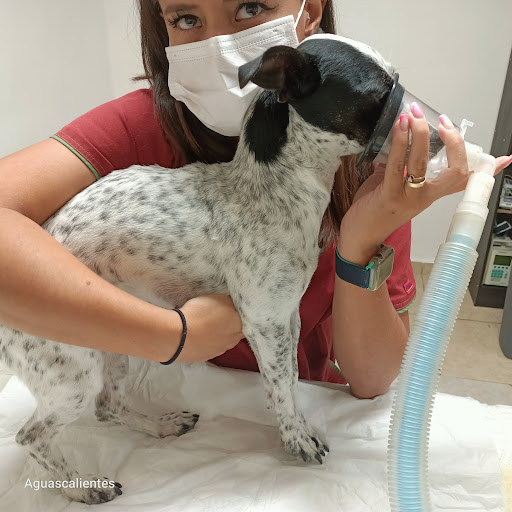 Veterinaria Medical zoo