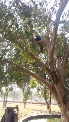 Bird Aviary lahore