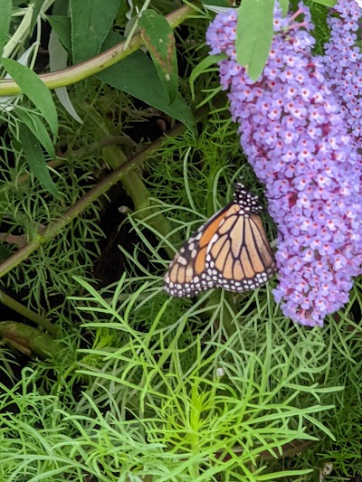 Monarch Butterfly Box & Caterpillar Cafe