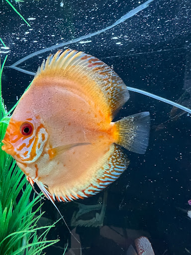 Rt Discus - Visual