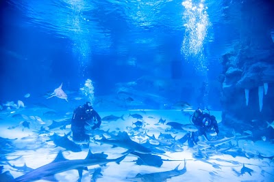 Ocean Aquarium