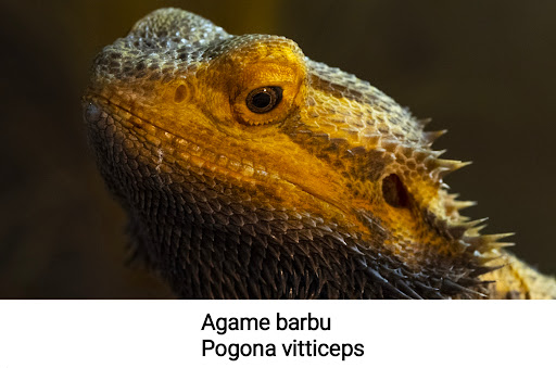 AATUM - Thumbnail