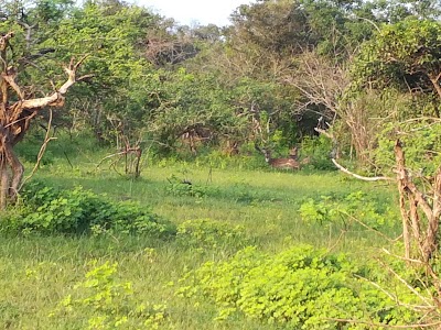 Photos of Yala national park information center