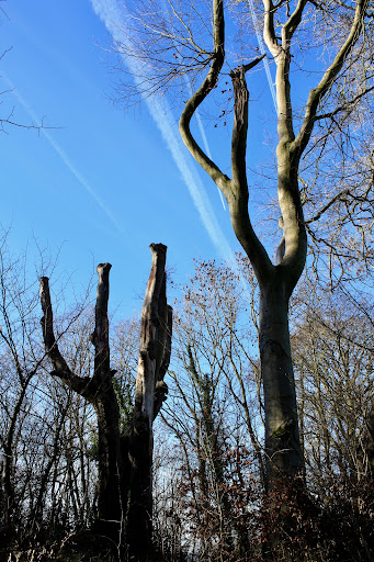 Doverow Wood - Thumbnail