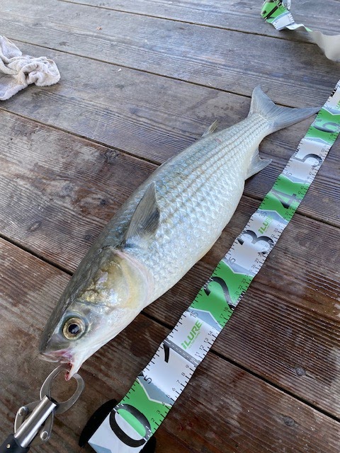 須崎市観光協会