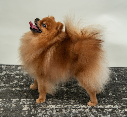 Bella Luna Pomeranians - Thumbnail
