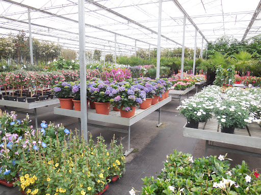 Plantencentrum Van Den Beuken - Thumbnail