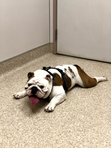 Neighborhood Pet Clinic