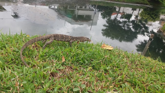 Urban Wetland Park (Nugegoda), Author: Harsha Chaminda