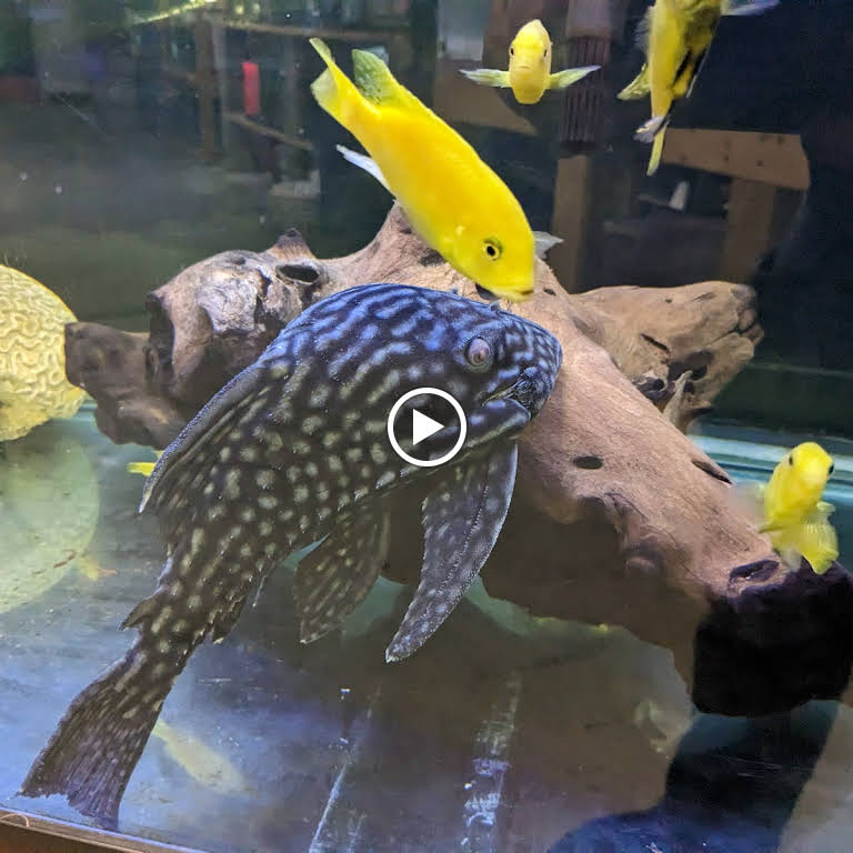 Luckys Aquarium - AF1QipMKb9rk5p PEjVNi8B03TSIW6mVtFLJENcPYR6T=w768 H768 N O K V1