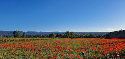 Photo de Bastide Zelie B&B à Oppède (84580)