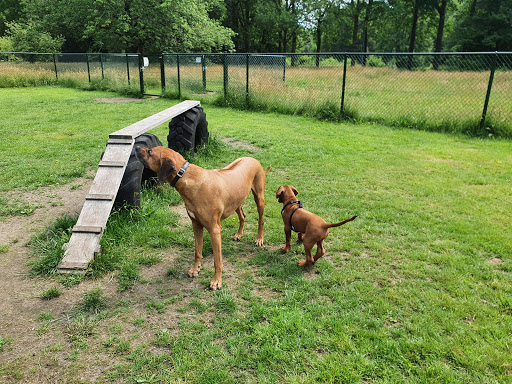 Stichting Hondenspeeltuin Pittelo - Thumbnail