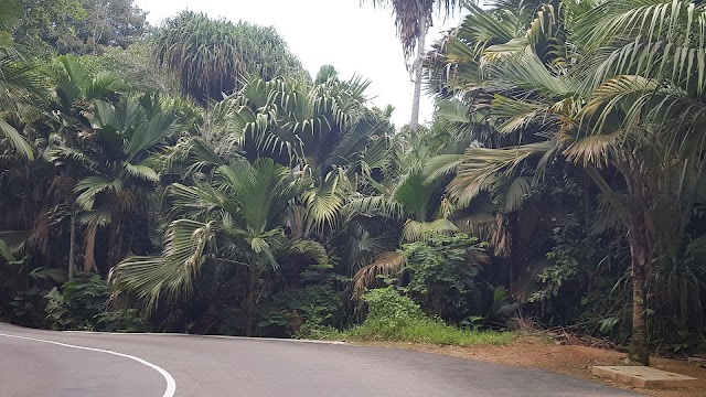 Vallée de Mai, Praslin, Seychelles