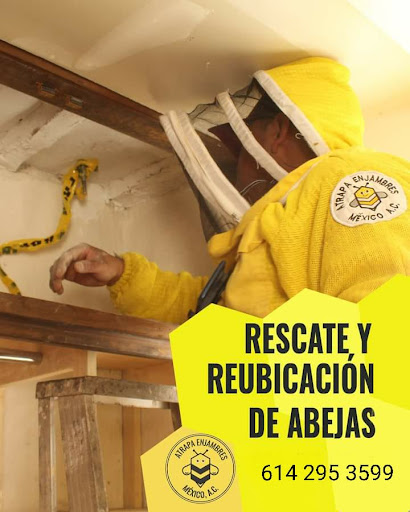 RESCATE DE ABEJAS - Thumbnail