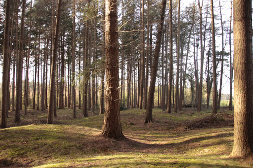 Natuurbegraafplaats De Velden - Natuurbegraven in Drenthe - Thumbnail