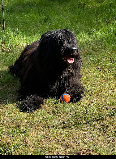 Hundebadeanstalt Wingst - Thumbnail