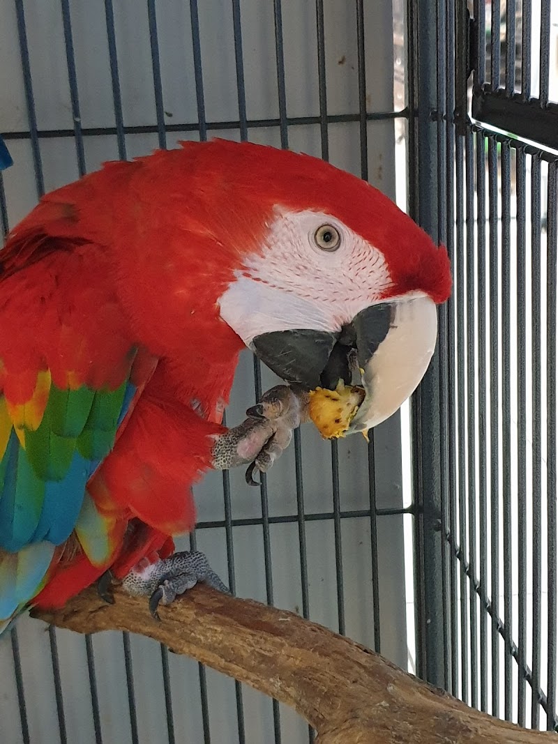 Manadon Birds/ Louise's fur and feathered friends photo 2