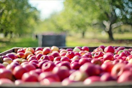 Fruits Et Legumes Provence Indust - Thumbnail