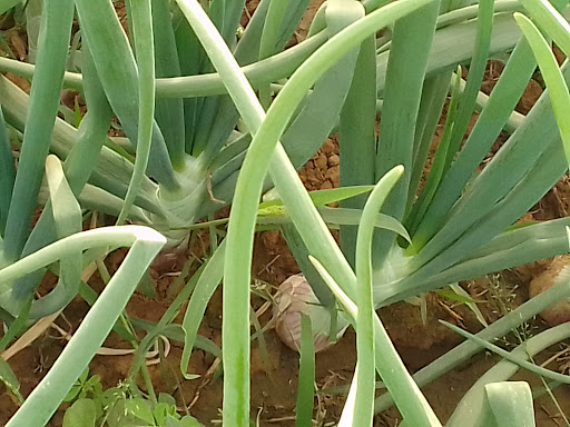 Le Bien Etre à l'Aloe Vera Forever - Thumbnail
