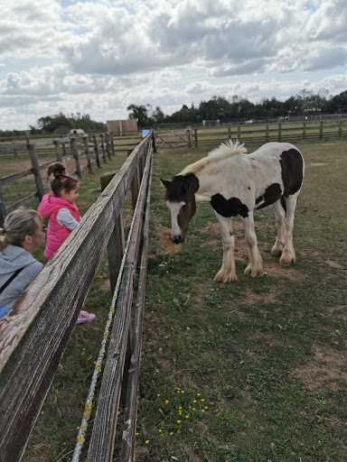 World Horse Welfare Hall Farm - Thumbnail
