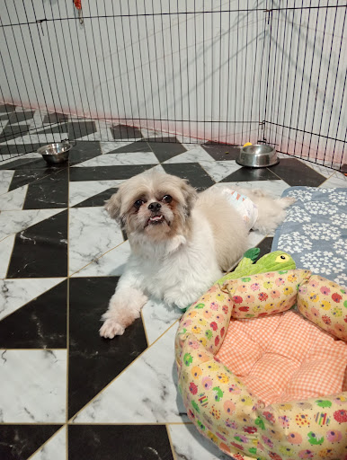 Vibrant Pets Care