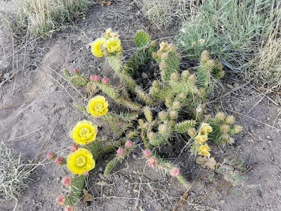 Deer Trap Trailhead