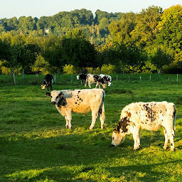 Photo n°5 de neodigital à Courbépine (Agence événementielle)