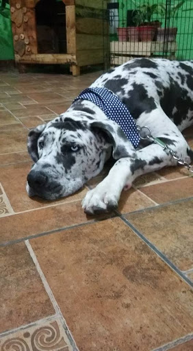Happy Pet's veterinaria y estetica canina