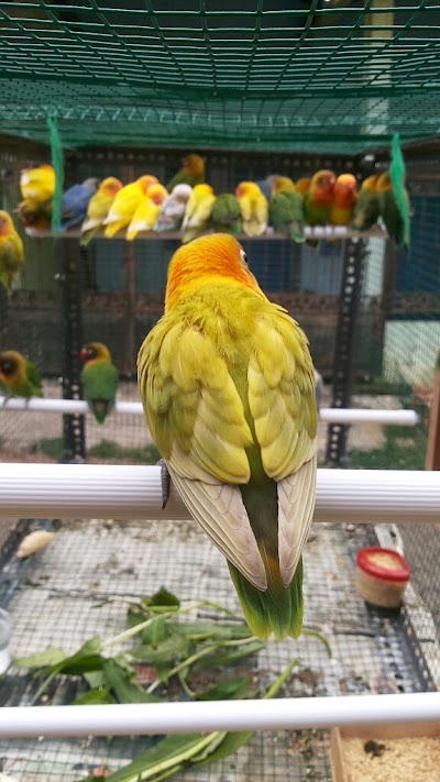 Photos of Bayu Bird Farm