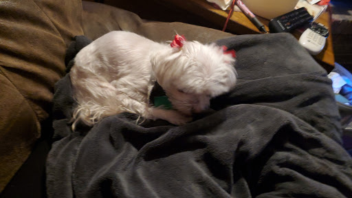 Bark'n Spray Salon LLC - Thumbnail