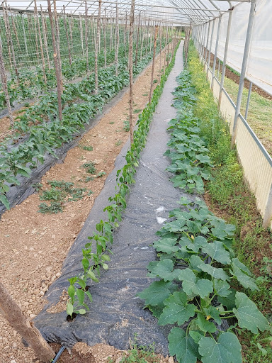 AZIENDA AGRICOLA MANCUSO PRODOTTI TIPICI OLIO VINI SALUMI - Thumbnail