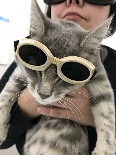 Companion Animal Veterinary Services, Inc. - Thumbnail