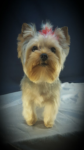 Dirty Dog Rehab Pet Salon & Spa - Thumbnail