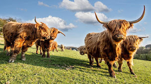 Photo n°1 de LA FERME DES SAGNES à Thorame-Haute (Éleveur)