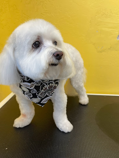 Brock's Pet Grooming - Thumbnail